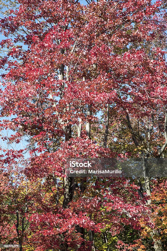 Red maples in autumn Maple forest with colorful leaves in autumn Animal Wildlife Stock Photo