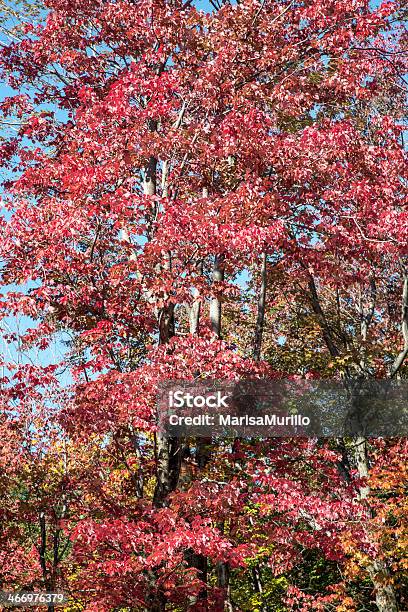 Red Maples In Autumn Stock Photo - Download Image Now - Animal Wildlife, Forest, Green Color