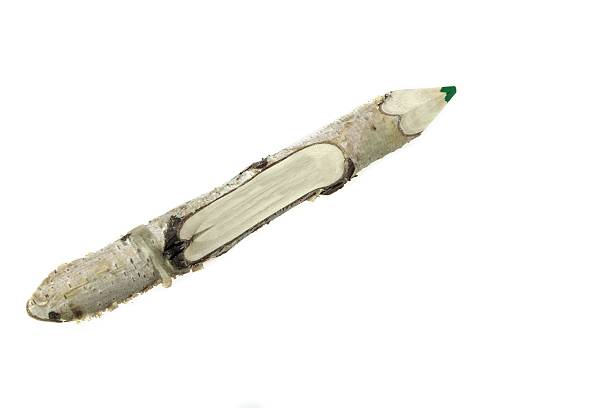 istock Close-up of a Bark Covered Pencil 466976486