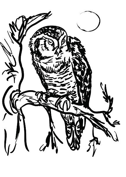 Free Stock Photo of Black and White Owl Perched on Branch | Download ...