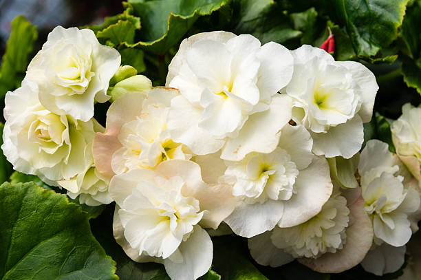 istock Colorful begonia plants in bloom 466976824