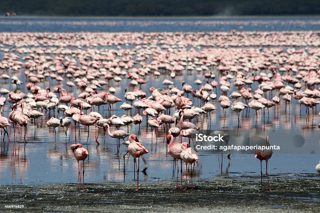 Flamingos in Africa Lots of colorful flamingos in Nakuru lake, Kenya Flamingo Stock Photo