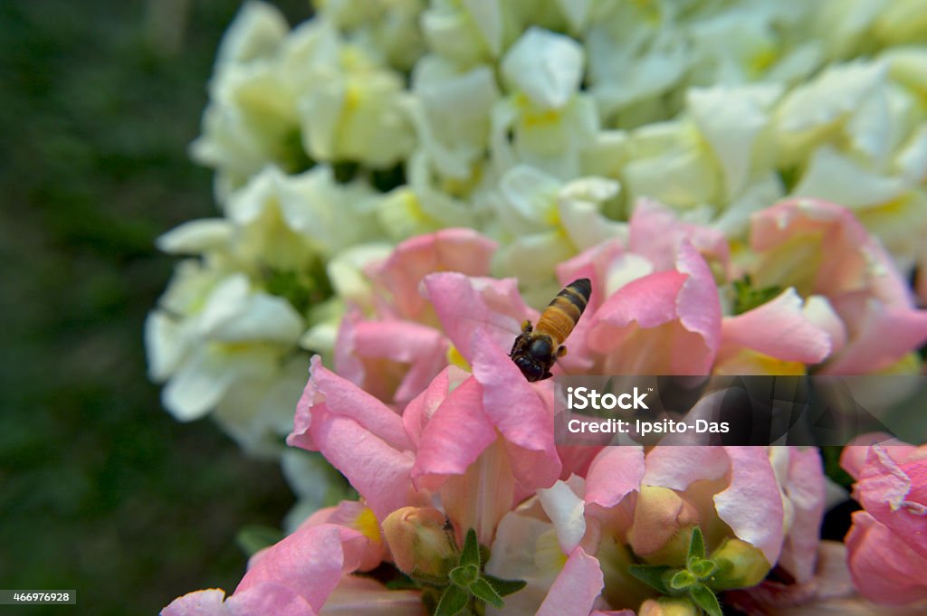 Gladiolus with bee 2015 Stock Photo