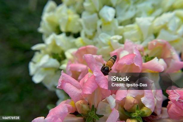 Gladiolus With Bee Stock Photo - Download Image Now - 2015, Bud, Flower