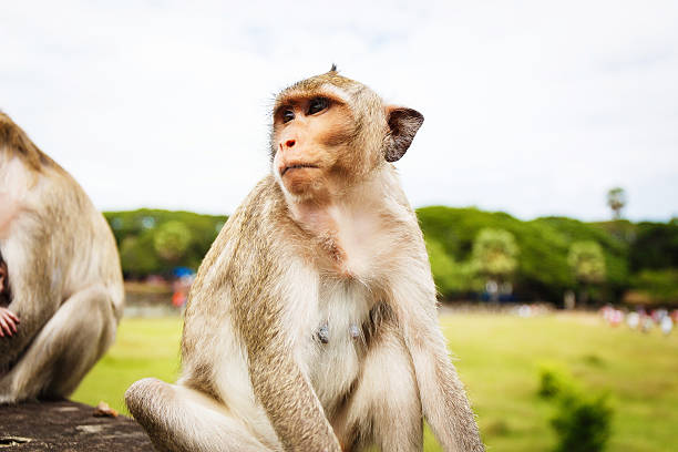 istock Portrait of a monkey 466977374