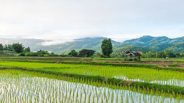 Chatka w hodowli ryżu pola – zdjęcie