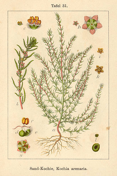 istock Botanic FiA v05 t31 Kochia arenaria 466978449