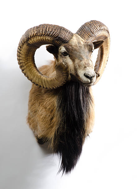 istock Mouflon Wild Sheep Taxidermy Mount 466978795
