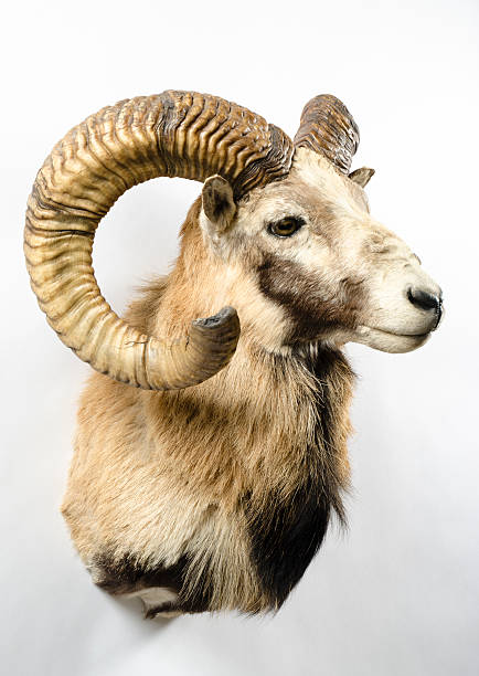 istock Mouflon Wild Sheep Taxidermy Mount 466978803