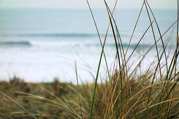 istock Marram Grass With Winter Sea In Background 466979551