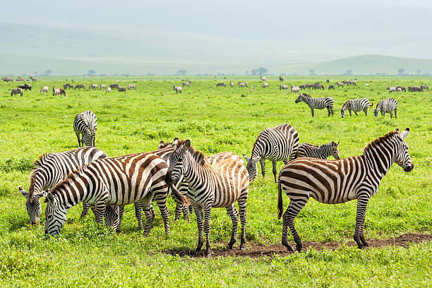 istock Zebras in Ngorongoro Crater 466979581