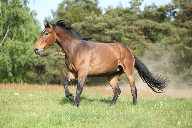 istock Brown horse running and making some dust 466980273