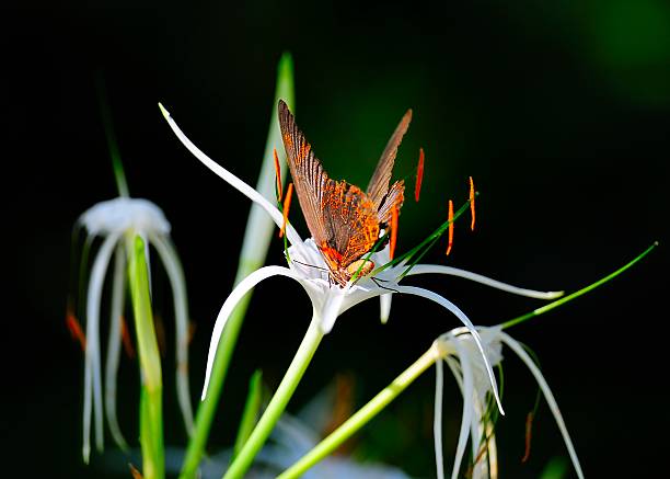 istock Color Butterfly and white flowers 466980611