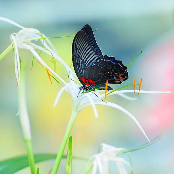 The butterfly alighted on a flower.