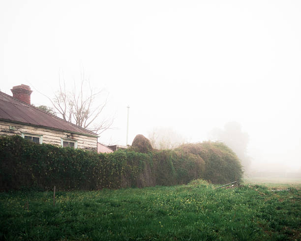 Foggy weather