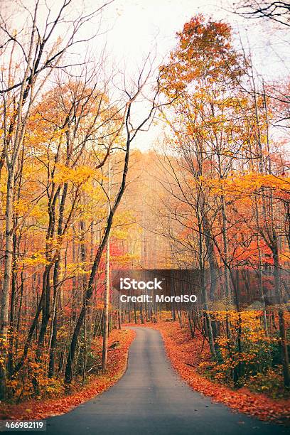 Autunno Strada Di Campagna Nella Foresta - Fotografie stock e altre immagini di Albero - Albero, Ambientazione esterna, Ambiente