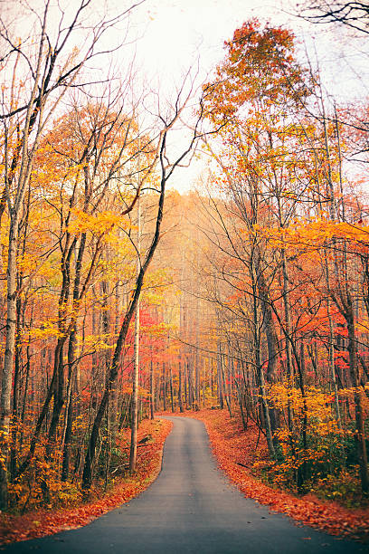 jesień kraju droga w lesie - gatlinburg road winding road tennessee zdjęcia i obrazy z banku zdjęć