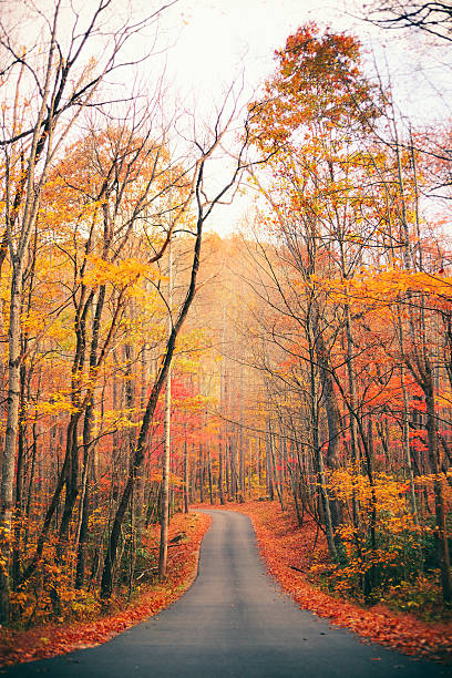 осенний сельская дорога в лесу - gatlinburg road winding road tennessee стоковые фото и изображения