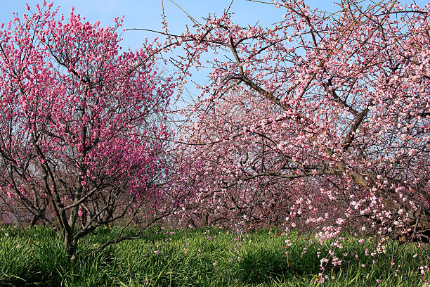 istock Beautiful plum flowers 466982954