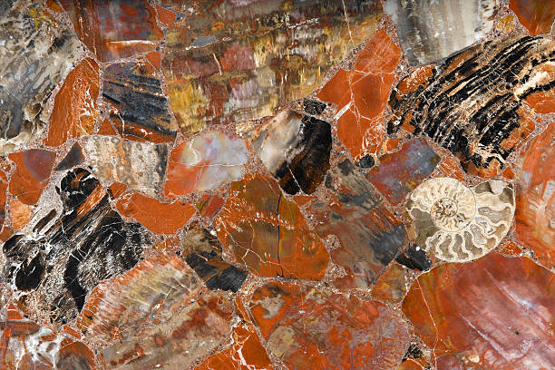 istock Stones and fossil 466983158