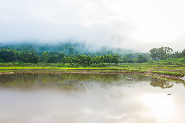 Drzewo w mgły i górskie Pole ryżowe – zdjęcie