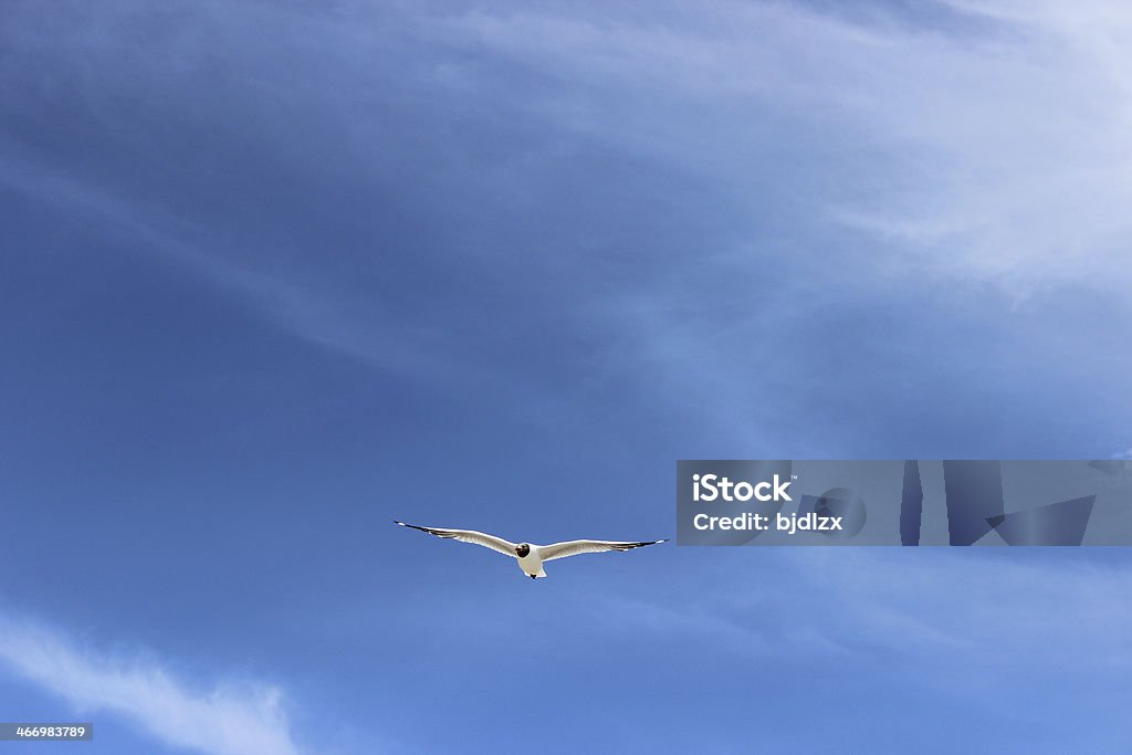 Mouette et ciel bleu - Photo de Aile d'animal libre de droits