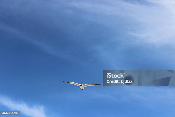 Photo libre de droit de Mouette Et Ciel Bleu banque d'images et plus d'images libres de droit de Aile d'animal - Aile d'animal, Ailes déployées, Animaux à l'état sauvage