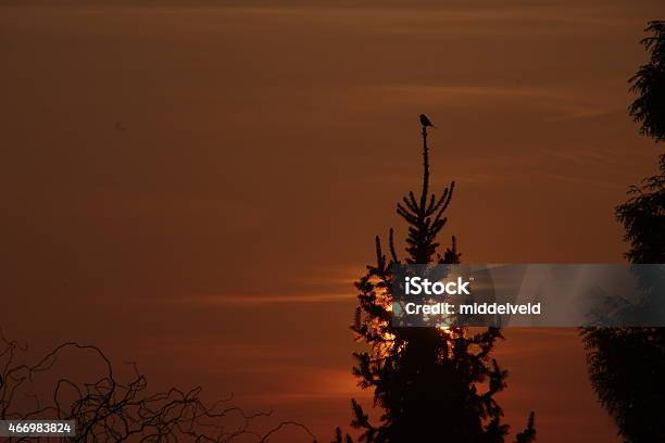 Song Bird In The Morning Stock Photo - Download Image Now - 2015, Animal Behavior, Animal Migration