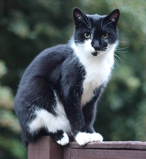 istock beautiful black and white domestic pet cat 466983912
