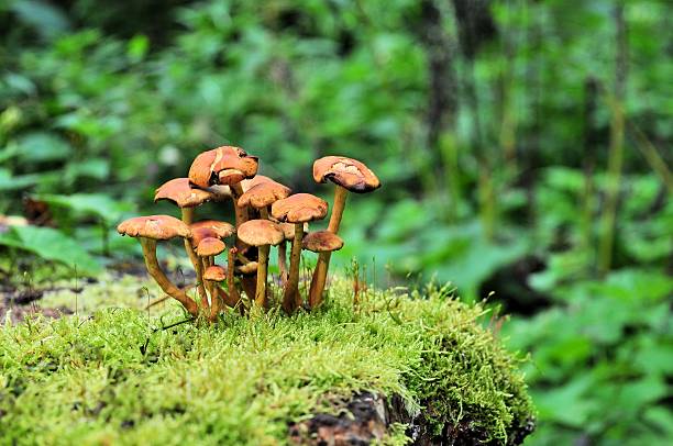 funghi di muschio in una foresta - soil saprophyte foto e immagini stock