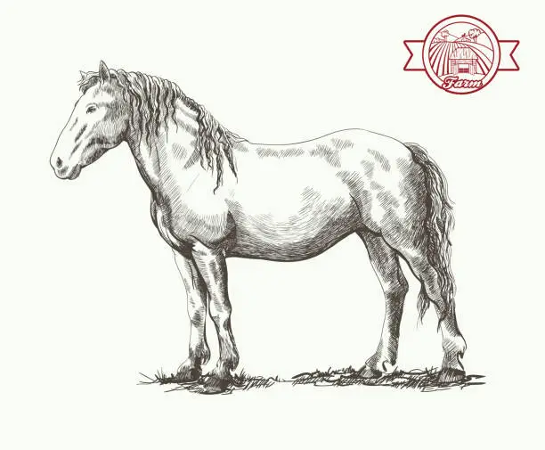 Vector illustration of horse standing