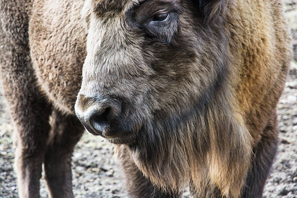 bison d'europe gros plan portrait - field event photos et images de collection