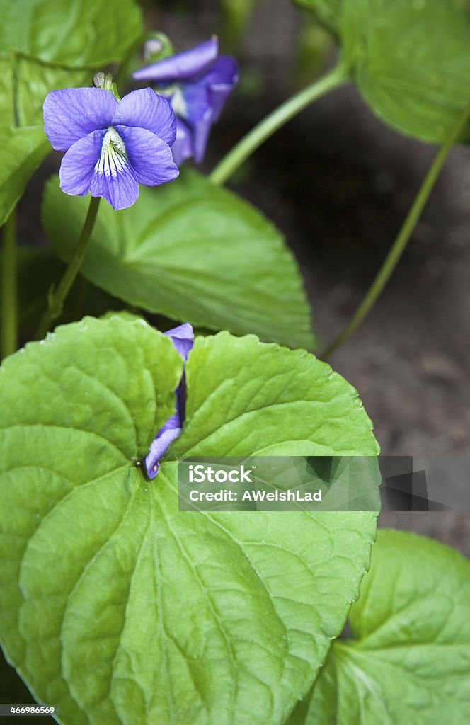 Blu fiore selvaggio - Foto stock royalty-free di Ambientazione esterna