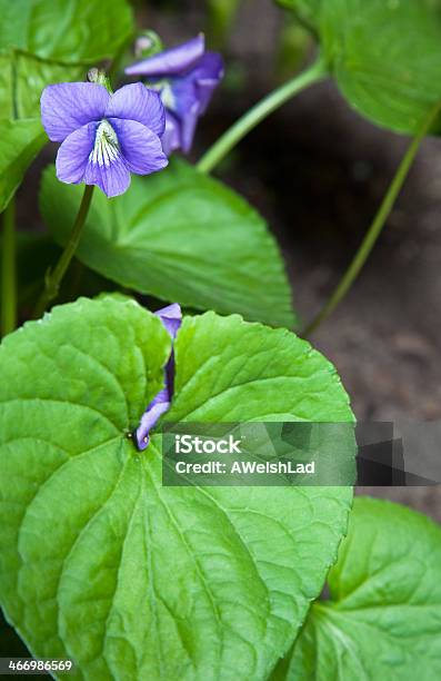 Blu Fiore Selvaggio - Fotografie stock e altre immagini di Ambientazione esterna - Ambientazione esterna, Bellezza, Blu