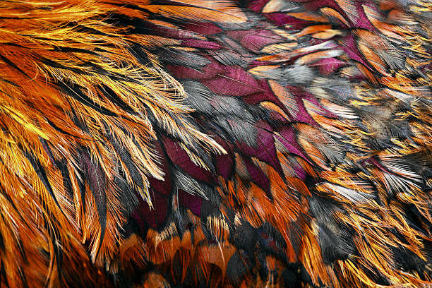 istock Bright brown feather group of some bird 466987030