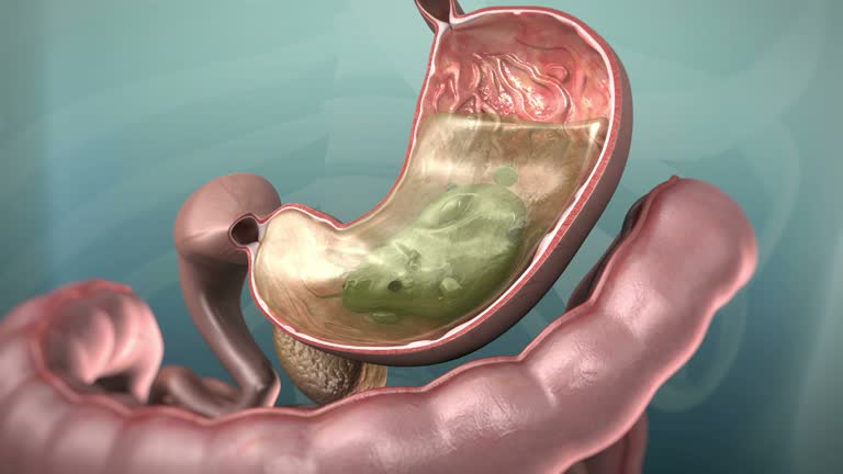 30,101 Digestive System Stock Videos and Royalty-Free Footage - iStock | Stomach, Digestive system diagram, Digestive health 30,101 Digestive System Stock Videos and Royalty-Free Footage - iStock | Stomach, Digestive system diagram, Digestive health