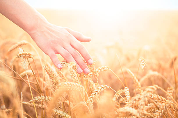 istock Hand touching wheat plants in a field 466987243