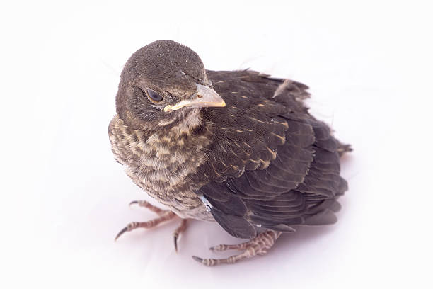 istock small Blackbird 1 week of life 466987407