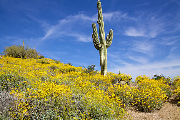 istock Springtime in the Arizona Desert 466987603