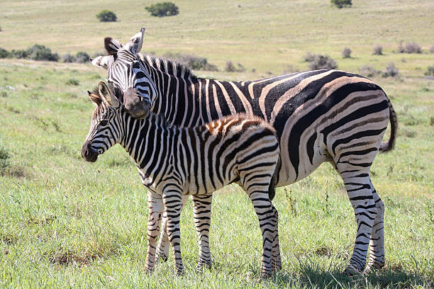 istock Baby Zebra and Mom 466988186