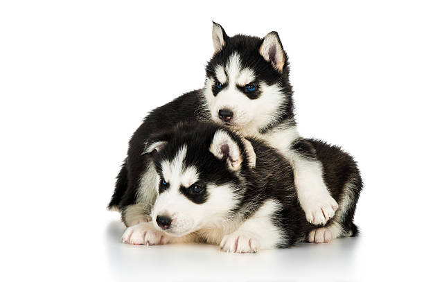 istock Two cute husky puppies 466988602
