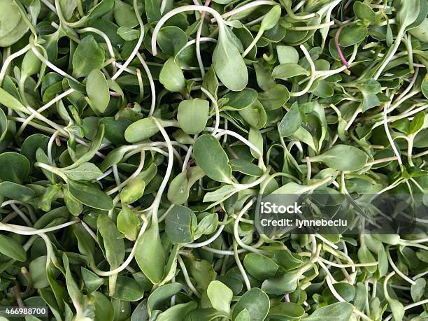 Edible Sunflower Sprouts Stock Photo - Download Image Now - 2015, Baby - Human Age, Beauty In Nature