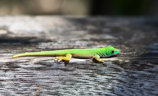 Green gecko lizard at Seychelles, La Digue.