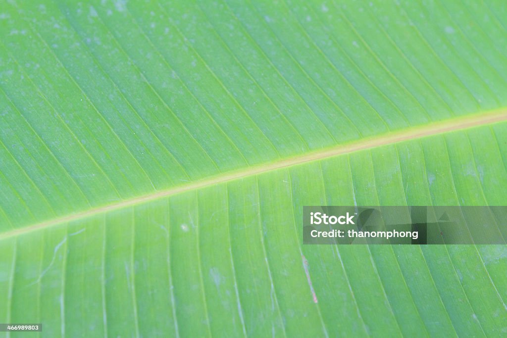 Folha de bananeira Plano aproximado - Royalty-free Abstrato Foto de stock