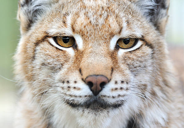 istock Portrait of a Lynx 466989875