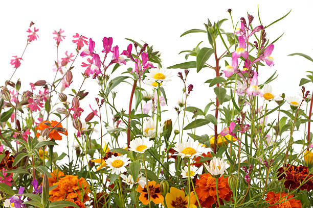 istock Mixed wild field flowers over white 466990439