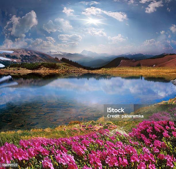 Carpathians Rhododendrons Of 꼭대기에 대한 스톡 사진 및 기타 이미지 - 꼭대기, 꽃-식물, 햇빛