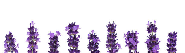 istock Lavender flowers isolated on white 466991487