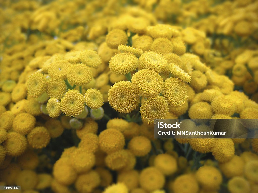 Detalhe da bela Tanaceto (Tanacetum vulgare) flores cacho - Foto de stock de Amarelo royalty-free