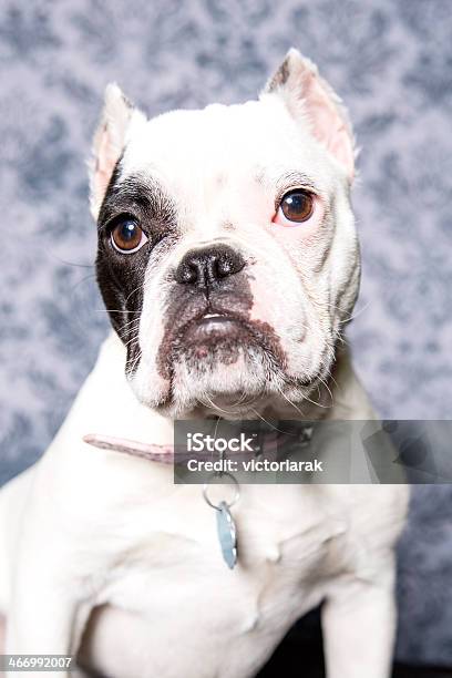 Foto de Mini Bulldog e mais fotos de stock de Animal - Animal, Animal de estimação, Animal doméstico